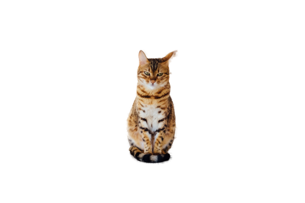 cat without background
