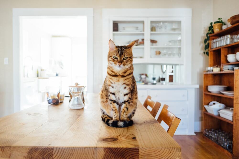 cat with background